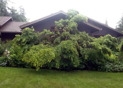 Japanese Maple - Storm Damaged - Federal Way - before