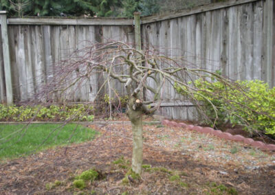 Japanese Maple Tree - Auburn - After - Porter