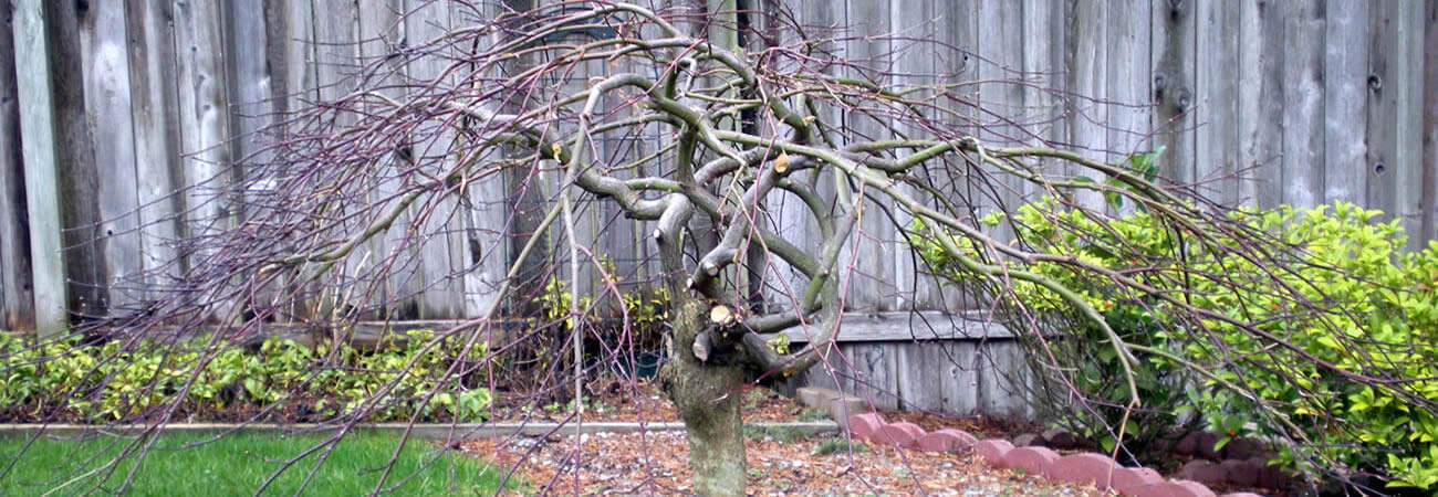Japanese Maple Tree Pruning and Restoration