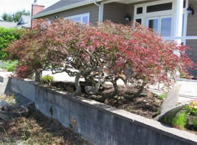 Japanese Maple Tree - Tacoma - after shaping