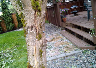Ash Tree with split trunkAfter. The split trunk will grow back together.