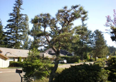 Austrian Pine Trees Shaped - Federal Way, WA - After