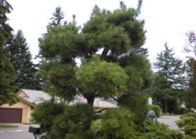 Austrian Pine Trees Shaped - Federal Way, WA - Before