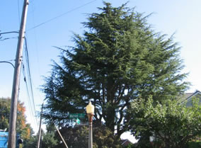 Evergreen Tree Tacoma - after thinning