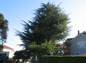 Evergreen Tree Tacoma - before thinning