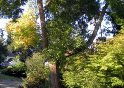 Green Ash Tree - after repairs - Federal Way, WA