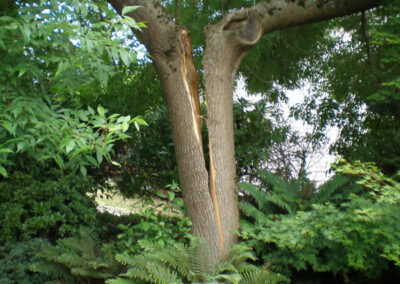 Green Ash Tree - before - Federal Way, WA