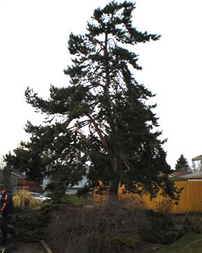 Pine Tree after thinning