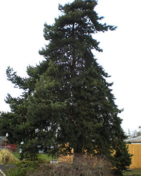 Pine Tree before thinning - Kent, WA