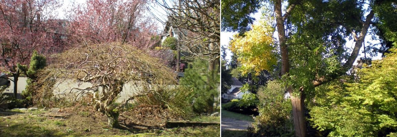 Tree Service before and after photos - Auburn, WA